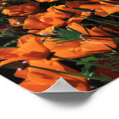 California, Big Sur Coast, California Poppy Poster (Hoek)