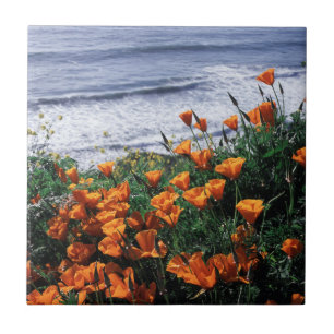 California, Big Sur Coast, California Poppy Tegeltje