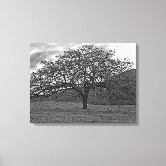 California Black Oak Tree Sepia Canvas Afdruk (Voorkant)