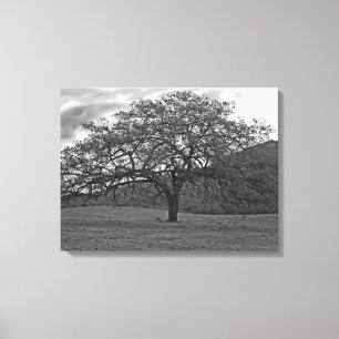 California Black Oak Tree Sepia Canvas Afdruk