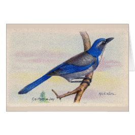 California Blue Jay Bird Bedankt voor je creditcar