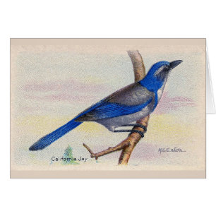 California Blue Jay Bird Bedankt voor je creditcar
