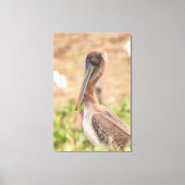 California Brown Pelican Canvas Afdruk (Voorkant)