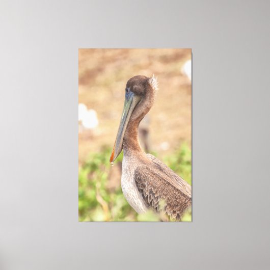 California Brown Pelican Canvas Afdruk (Voorkant)