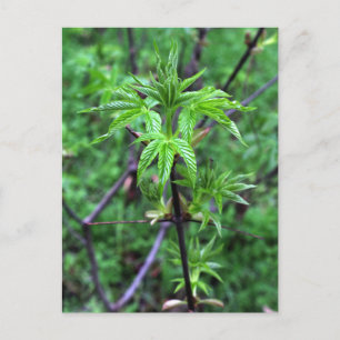California Buckeye Seedling Briefkaart