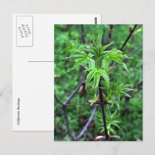 California Buckeye Seedling Briefkaart (Voorkant / Achterkant)