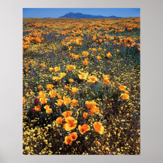 California, Cleveland National Forest Poster (Voorkant)