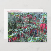 CALIFORNIA COLOR CELEBRATION:JANUARI BRIEFKAART (Voorkant / Achterkant)