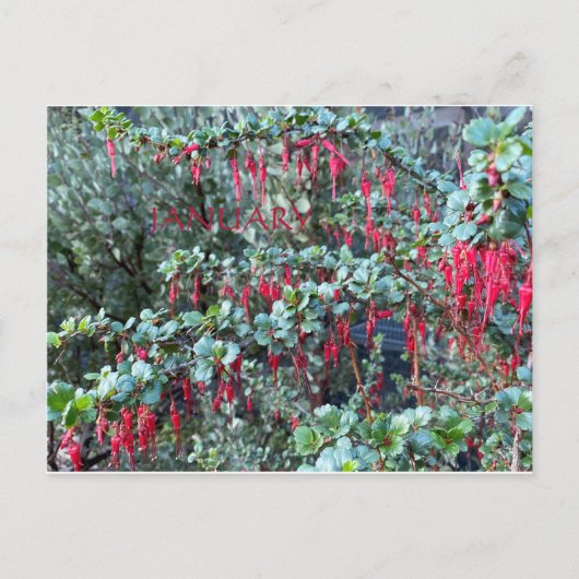 CALIFORNIA COLOR CELEBRATION:JANUARI BRIEFKAART (Voorkant)