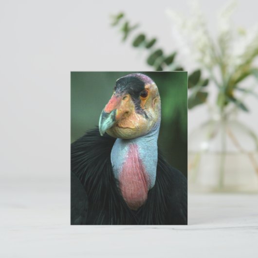 California Condor Briefkaart (Staand voorkant)