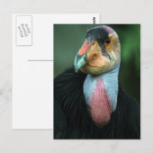 California Condor Briefkaart (Voorkant / Achterkant)