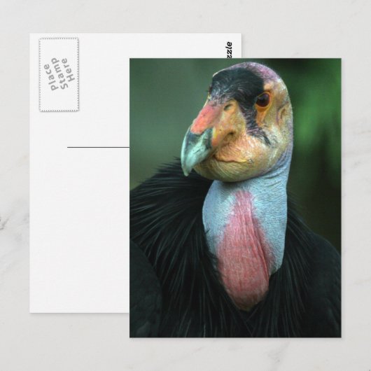 California Condor Briefkaart (Voorkant / Achterkant)