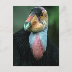 California Condor Briefkaart