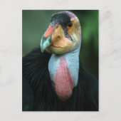 California Condor Briefkaart (Voorkant)