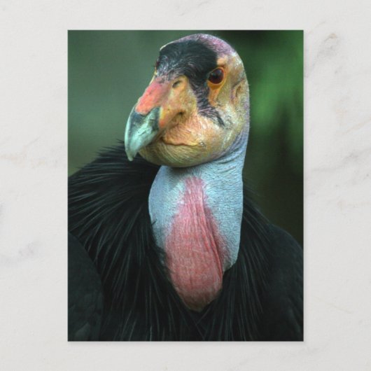California Condor Briefkaart (Voorkant)