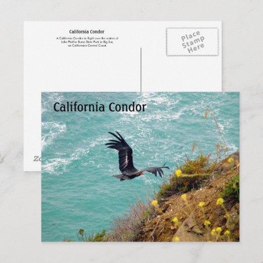 California Condor Briefkaart (Voorkant / Achterkant)