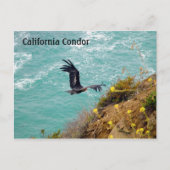 California Condor Briefkaart (Voorkant)