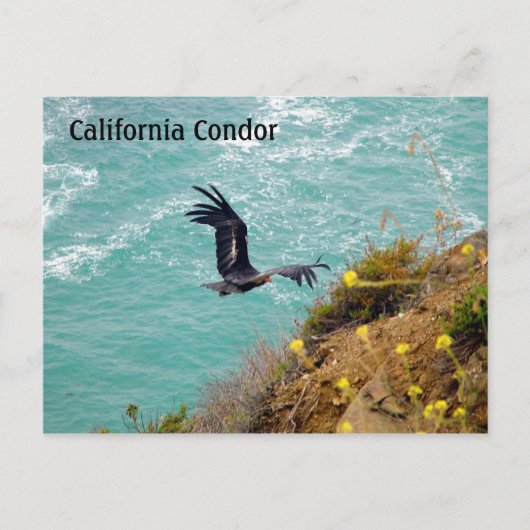 California Condor Briefkaart (Voorkant)