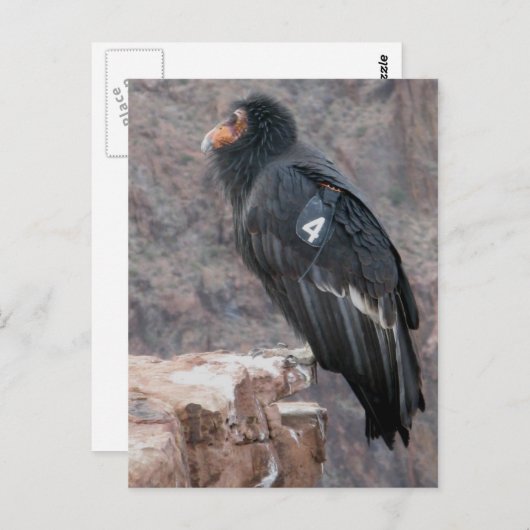 California Condor Briefkaart (Voorkant / Achterkant)