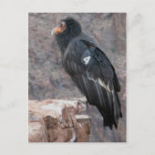 California Condor Briefkaart (Voorkant)