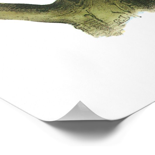 California Condor by Audubon Poster (Hoek)