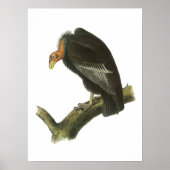 California Condor by Audubon Poster (Voorkant)