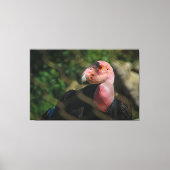 California Condor Canvas Afdruk (Voorkant)