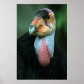 California Condor Poster (Voorkant)