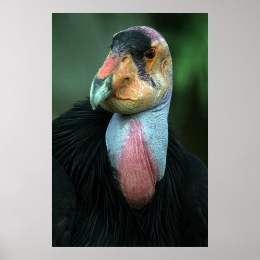 California Condor Poster (Voorkant)