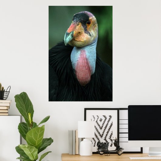 California Condor Poster (Thuiskantoor)