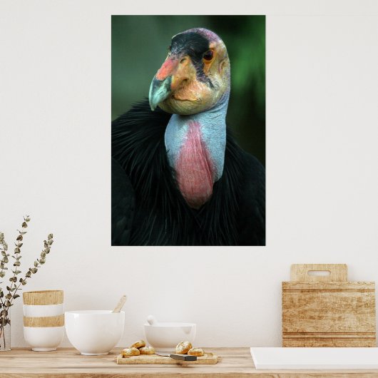 California Condor Poster (Keuken)