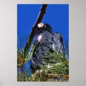California Condor Poster (Voorkant)
