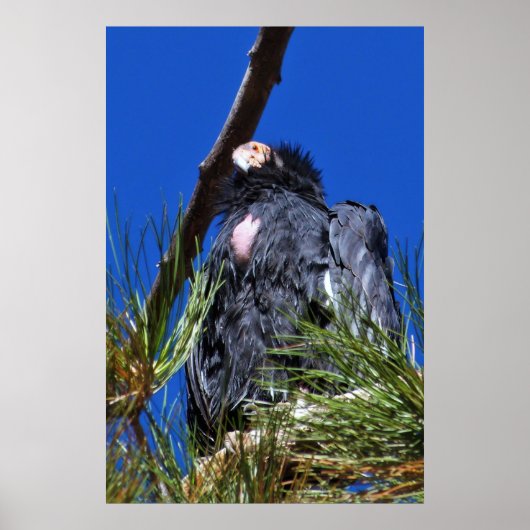 California Condor Poster (Voorkant)