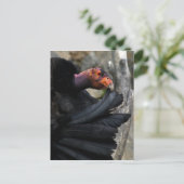 California Condor Preens Black Feathers Briefkaart (Staand voorkant)