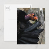 California Condor Preens Black Feathers Briefkaart (Voorkant / Achterkant)