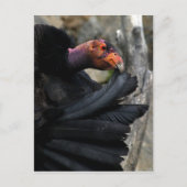California Condor Preens Black Feathers Briefkaart (Voorkant)