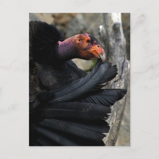 California Condor Preens Black Feathers Briefkaart (Voorkant)