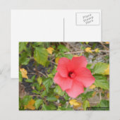 CALIFORNIA DESERT FLOWER #1 BRIEFKAART (Voorkant / Achterkant)