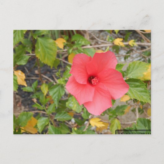 CALIFORNIA DESERT FLOWER #1 BRIEFKAART (Voorkant)