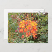 CALIFORNIA DESERT FLOWER #2 BRIEFKAART (Voorkant / Achterkant)