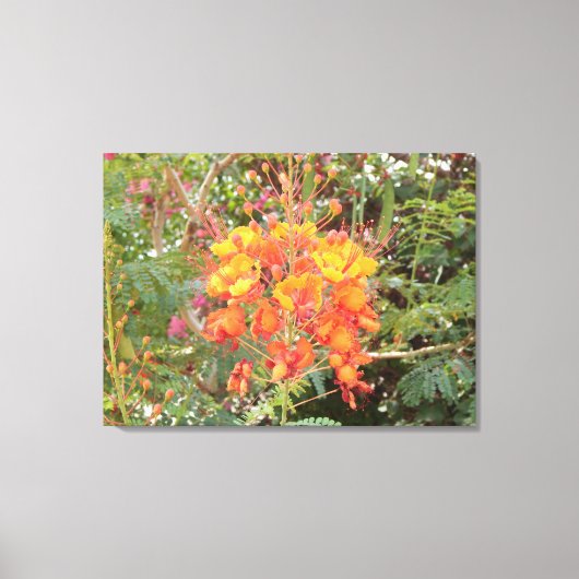 CALIFORNIA DESERT FLOWER 2 CANVAS AFDRUK (Voorkant)