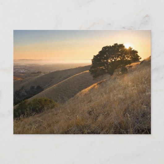 California East Bay Hills in Summer briefkaart (Voorkant)