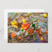 California Flannel Struik Briefkaart (Voorkant / Achterkant)