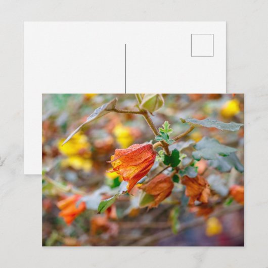 California Flannel Struik Briefkaart (Voorkant / Achterkant)