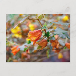 California Flannel Struik Briefkaart