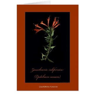 California Fuschia Botanische Print Kaarten