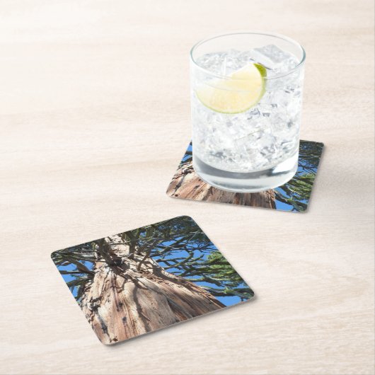 California Giant Kartonnen Onderzetters (Insitu)