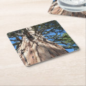 California Giant Kartonnen Onderzetters (Schuin)