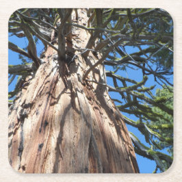 California Giant Kartonnen Onderzetters