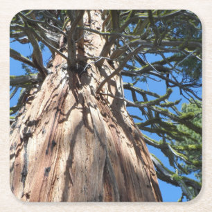 California Giant Kartonnen Onderzetters